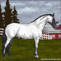 Horse Color:Blue Roan Near Fewspot 
