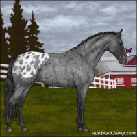 Horse Color:Blue Roan Appaloosa 