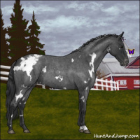 Horse Color:White Spotted Blue Roan Appaloosa 