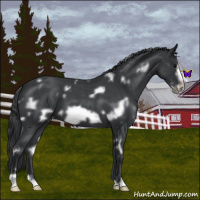 Horse Color:White Spotted Blue Roan Frame Appaloosa 