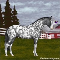 Horse Color:Blue Roan Splash Near Leopard 