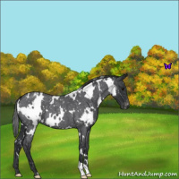 Horse Color:White Spotted Blue Roan Appaloosa 