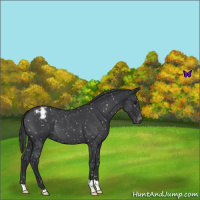 Horse Color:Blue Roan Snowflake Varnish