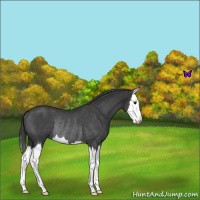 Horse Color:Blue Roan Splash Rabicano 