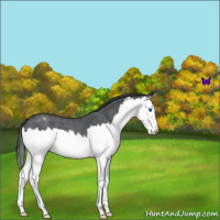 Horse Color:Blue Roan Splash Varnish 