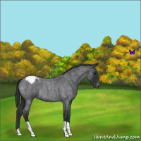 Horse Color:Blue Roan Varnish 