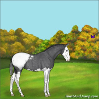 Horse Color:Blue Roan Splash Snowcap 