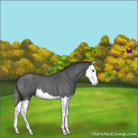Horse Color:Blue Roan Splash 