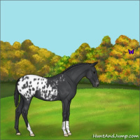 Horse Color:Blue Roan Appaloosa