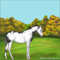 Horse Color:Blue Roan Splash Frame Appaloosa 