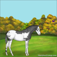 Horse Color:Blue Roan Splash Frame Snowcap 