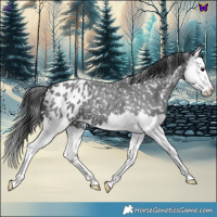 Horse Color:Blue Roan Splash Appaloosa 