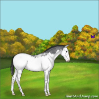 Horse Color:Blue Roan Splash Snowcap 