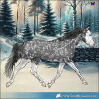 Horse Color:Blue Roan Splash Appaloosa 