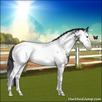 Horse Color:Black Splash Appaloosa 