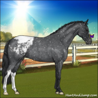 Horse Color:Blue Roan Snowcap 