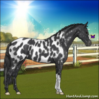 Horse Color:Blue Roan Appaloosa 