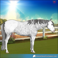Horse Color:Blue Roan Splash Snowcap 