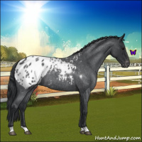 Horse Color:Blue Roan Appaloosa 