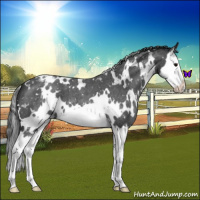 Horse Color:White Spotted Blue Roan Splash Snowcap 