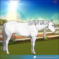 Horse Color:White Spotted Black Appaloosa 