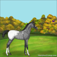 Horse Color:Blue Roan Appaloosa Rabicano 
