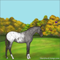 Horse Color:Smoky Blue Roan Appaloosa 