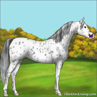 Horse Color:Blue Roan Leopard 