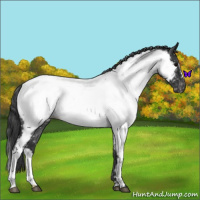 Horse Color:Blue Roan Near Fewspot 