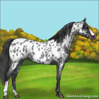 Horse Color:Blue Roan Appaloosa 