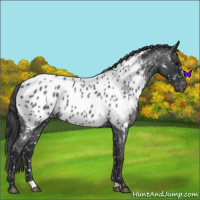 Horse Color:Blue Roan Appaloosa 