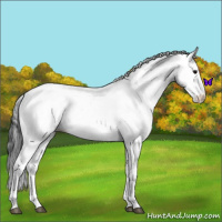 Horse Color:Blue Roan Fewspot 
