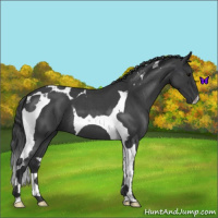 Horse Color:Blue Roan Tobiano 