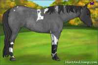 Horse Color:Blue Roan Tobiano Rabicano 