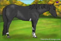 Horse Color:Black Tobiano Rabicano 