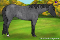 Horse Color:Blue Roan Rabicano 