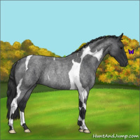 Horse Color:Blue Roan Tobiano Rabicano 
