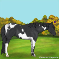 Horse Color:Black Tobiano 