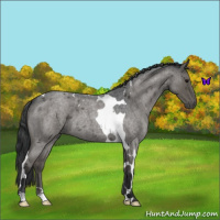Horse Color:Blue Roan Tobiano