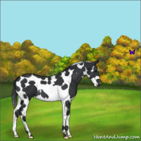 Horse Color:Black Splash Tobiano 