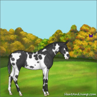 Horse Color:Blue Roan Splash Tobiano 