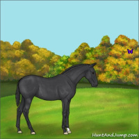 Horse Color:Blue Roan 