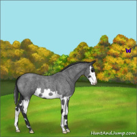 Horse Color:Blue Roan Splash