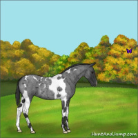 Horse Color:Blue Roan Tobiano 