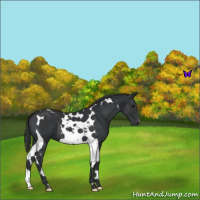 Horse Color:Black Tobiano 