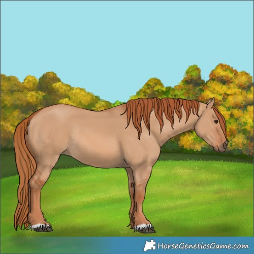 Horse Color:Red Dun Rabicano 