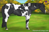 Horse Color:Black Tobiano 