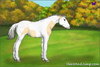 Horse Color:Buckskin Roan Splash Tobiano 