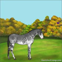 Horse Color:White Spotted Blue Roan 