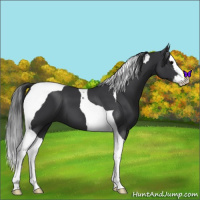 Horse Color:Black Splash Tobiano 